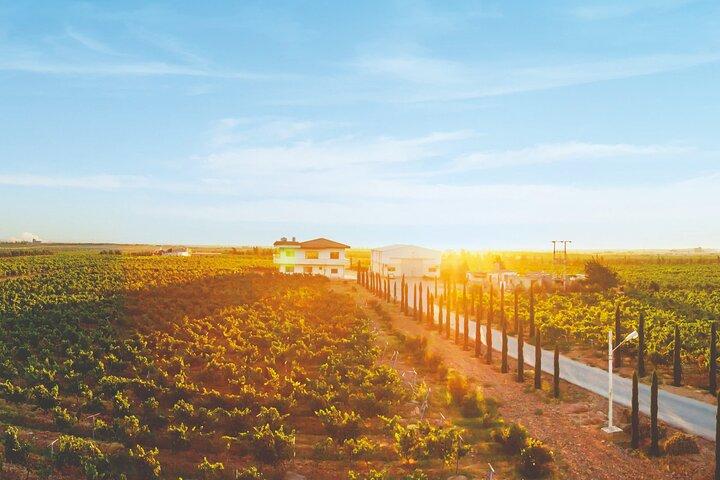 Tour dei vigneti nel governatorato di Al Mafraq