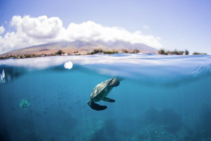 Maui: Turtle Reef Morning Snorkel Cruise com almoço e slide
