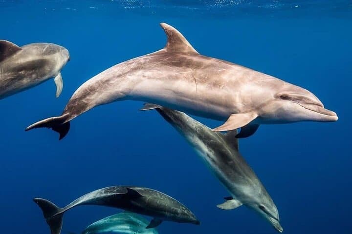 Dolphin Tour; Kuza Cave; Paje Beach; The Rock; Salaam Cave Tour