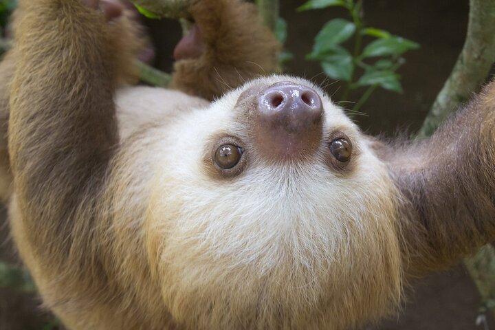 Arenal Sloths Lovers & Baldi Hot Springs Visite privée