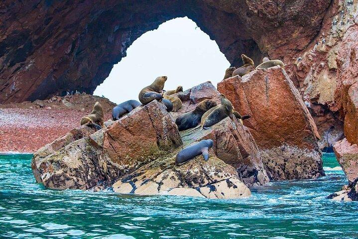 Desde Lima: Paracas & Huacachina & Cata de Vinos