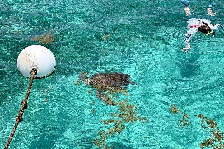 Turtle Garden Snorkeling Tour e Island Break