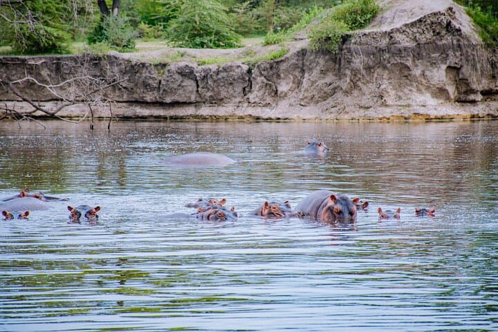 From Zanzibar Day Safari Tour to Mikumi National Park