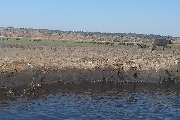 Chobe Botswana nationaal park Dagtrip
