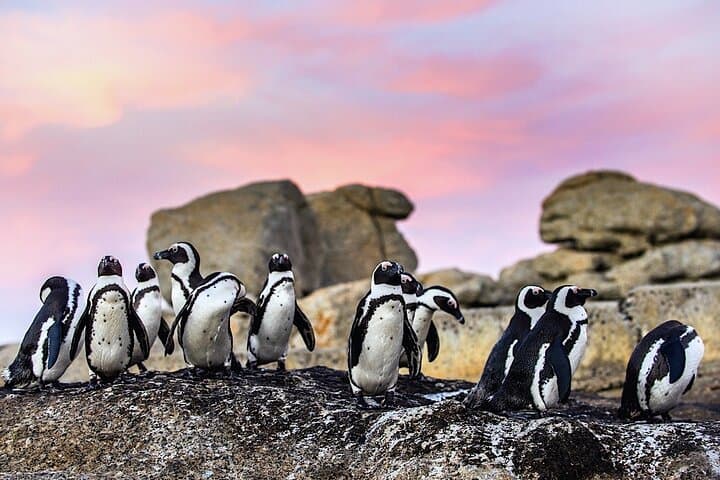Cape Town Seal Snorkelling, Penguin Colony & Cape of Good Hope Private Tour