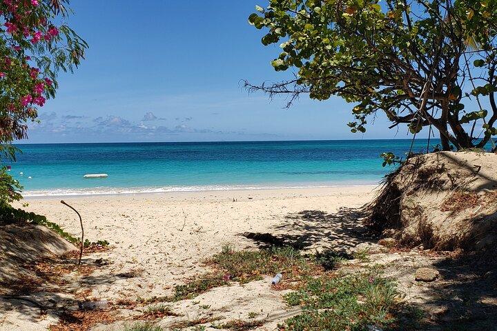 Antigua UTV Adventure com Parada de Praia - Cães salgados