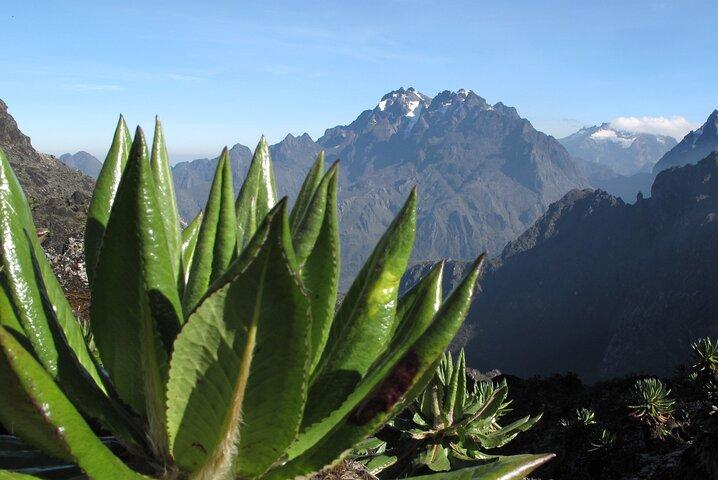 10 dagars bergsvandring i Rwenzori