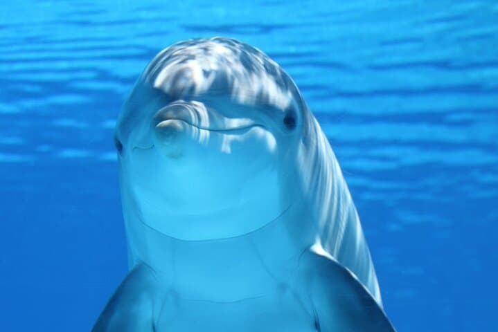 Private Full-Day: Dolphin & Monkey Jungle Adventure
