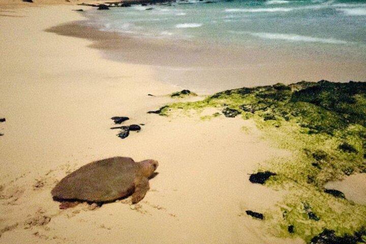 Sal Island: Sea Turtle Experience from Santa Maria
