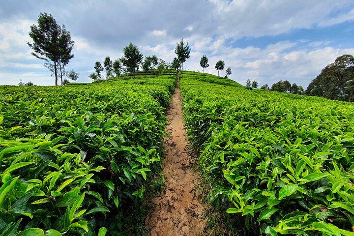 7 dages privat rundvisning i Rwanda