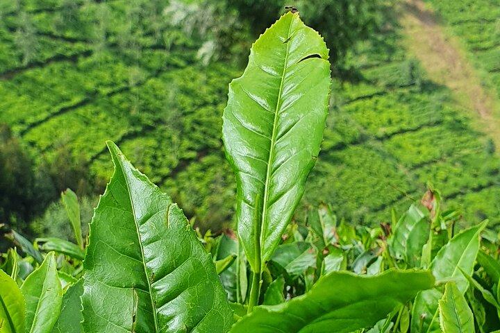 7 dages privat rundvisning i Rwanda