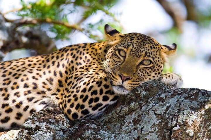 Day Tour to Maasai Mara reserve & optional maasai village visit