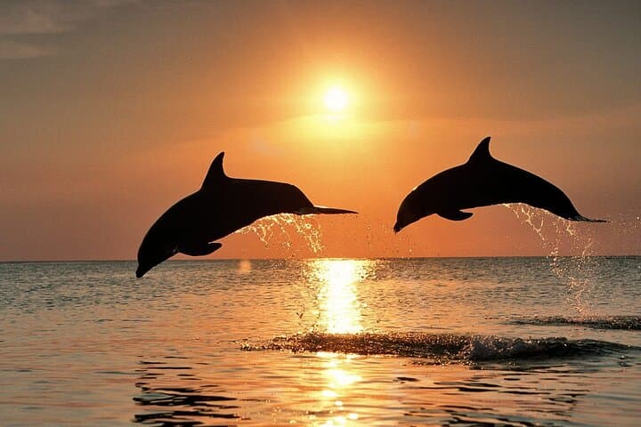 Full-Day Guided private Dolphins tour+ Monkeys + Stone town &spice Farm Zanzibar