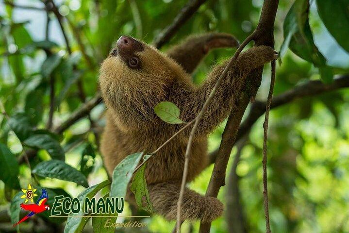 4-daagse privétour naar Manu National Park vanuit Cusco
