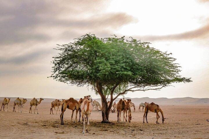Private 4x4 Mleiha Archäologische Wüstensafari mit Museumsbesuch