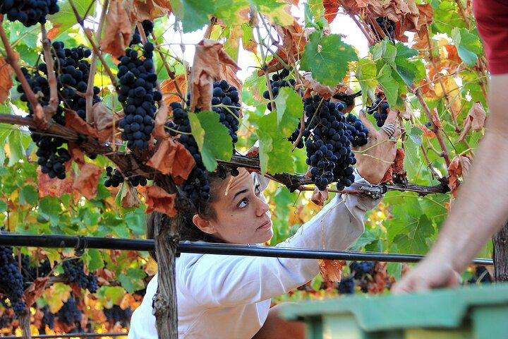 Ecologische rondleiding door de wijnmakerij in Ronda met proeverij