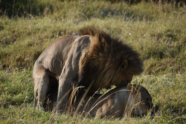 06 Days Kenya LuxuryLodge Safari