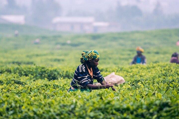 En dagsupplevelse på Nuwara Eliya från Kandy