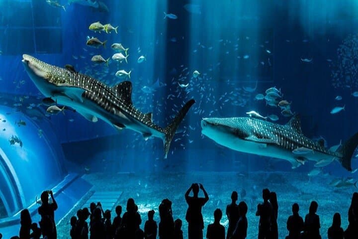 Burj Khalifa and Dubai Aquarium Tickets