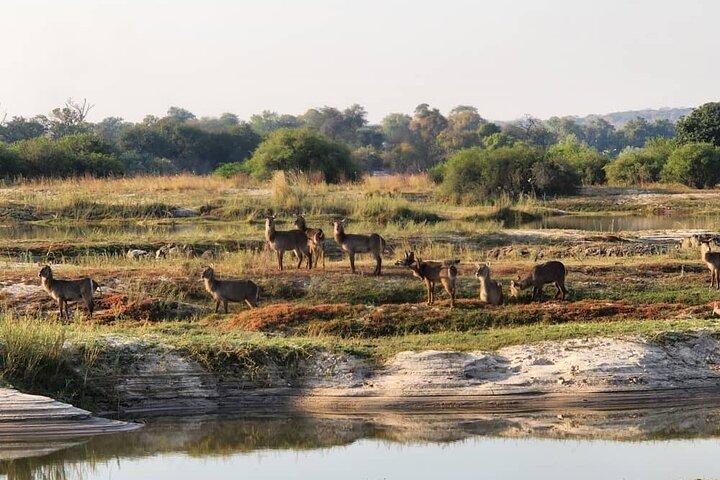 Victoria Falls Safari-Tour ganztägig