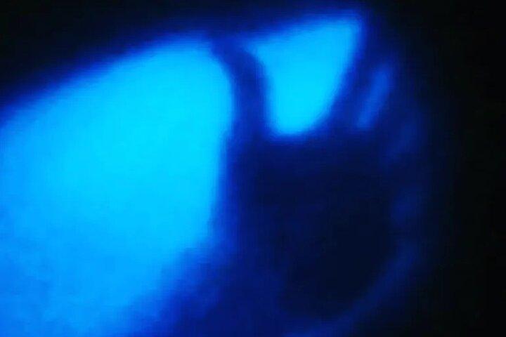 Bioluminescent natttur