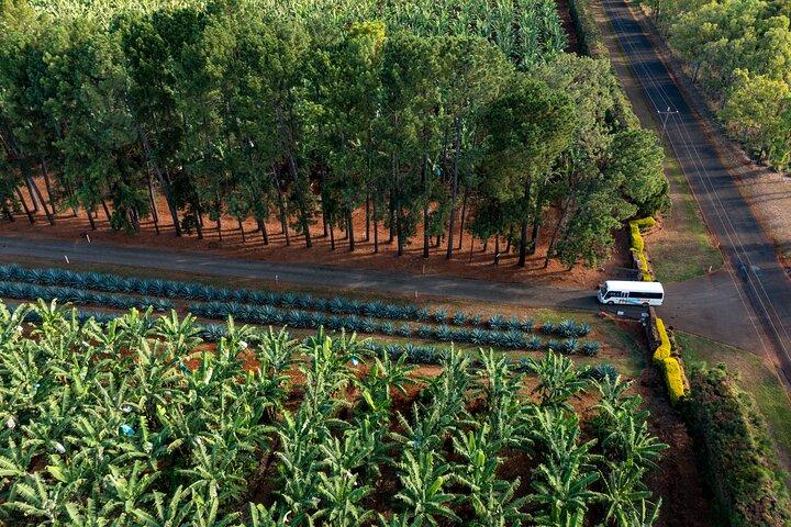Smaka på Atherton Tablelands mat- och vinresa från Port Douglas