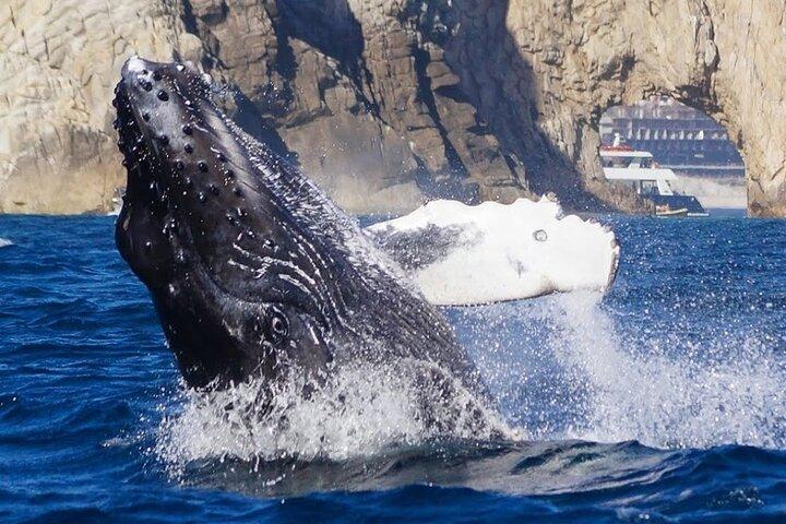 Cabo Whale Watching Tour med mad, drikkevarer og snorkling 1 - 20 stk.