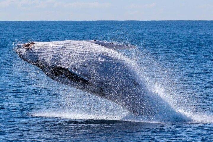 Cabo Whale Watching Tour med mad, drikkevarer og snorkling 1 - 20 stk.