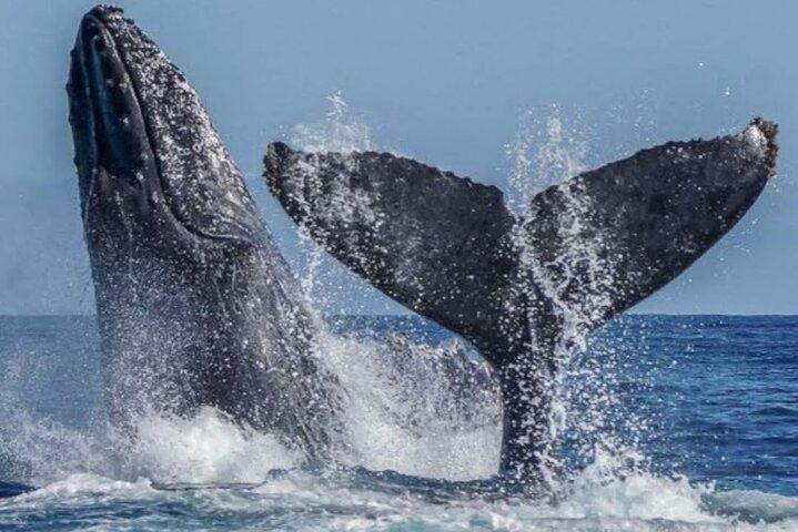 Cabo Whale Watching Tour med mad, drikkevarer og snorkling 1 - 20 stk.