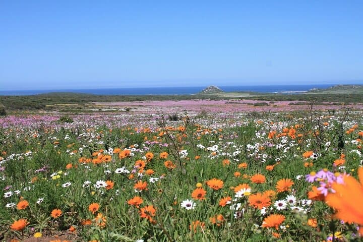 Cape West Coast Flower Tour