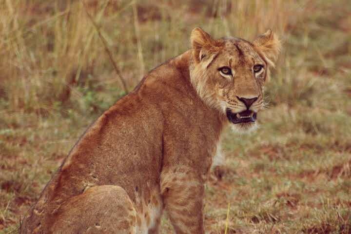 Wildlife Adventure och båtkryssning i Murchison Falls National Park Uganda