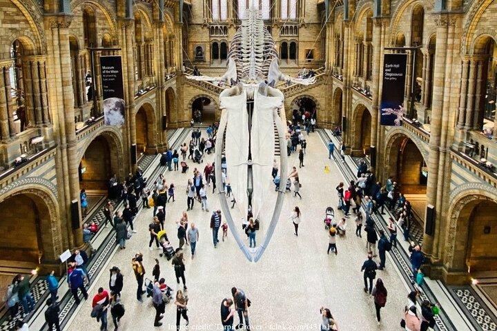 Musée d'histoire naturelle de Londres : visite privée d'une demi-journée