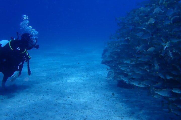 Entdecken Sie Scuba Diving . Erste Erfahrung unter Wasser