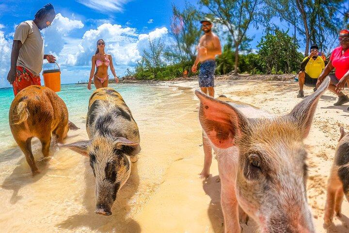 SunCay Pigs Adventure em Pigs Beach