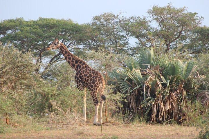 2-dages Lake Mburo National Park Wildlife Safari