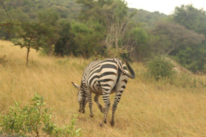 2-dages Lake Mburo National Park Wildlife Safari