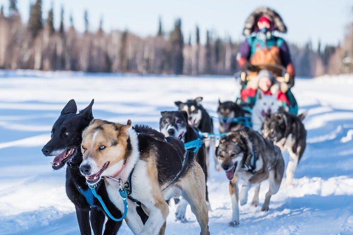 Trineo tirado por perros privado con guía en el histórico Yukon Quest Trail