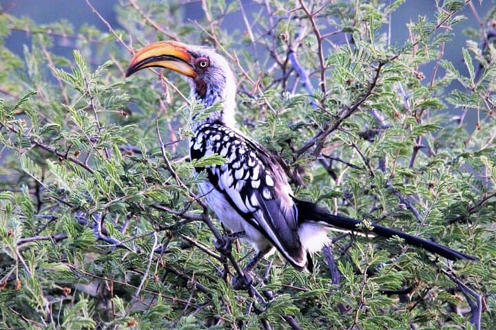 11 Days Aberdares, Samburu, Naivasha, Masai Mara & Diani Luxury Kenya Holiday