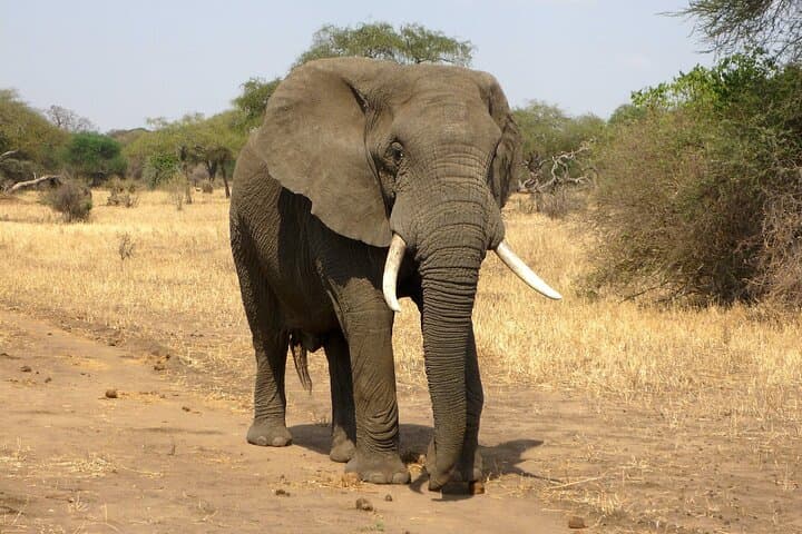 11 Days Aberdares, Samburu, Naivasha, Masai Mara & Diani Luxury Kenya Holiday