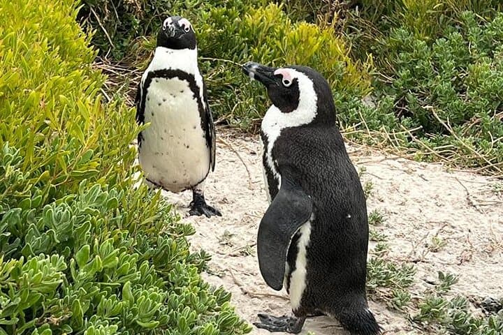 Table Mountain, Cape of Good Hope, Penguins and Sightseeing tour