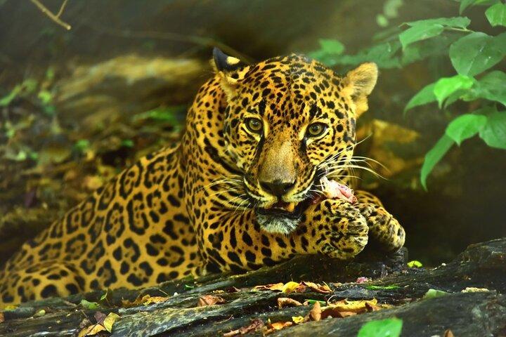 マヤの文化と歴史、人里離れた島、マヤ キーの動物保護センター