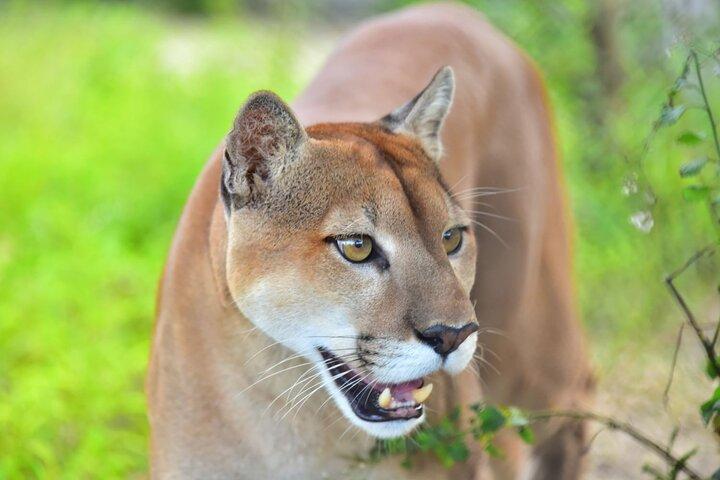 マヤの文化と歴史、人里離れた島、マヤ キーの動物保護センター