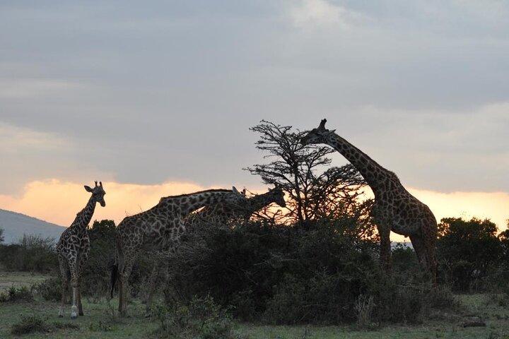 3 jours Masai Mara Wildlife Safari