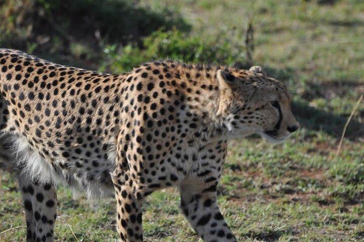 3 jours Masai Mara Wildlife Safari