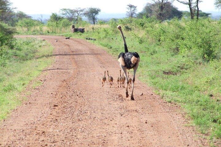 2 - Tag Tsavo East National Park Sentrim Camp.