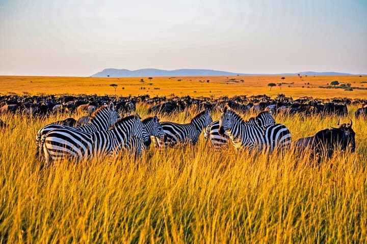 3-Day Masai Mara Jeep Safari