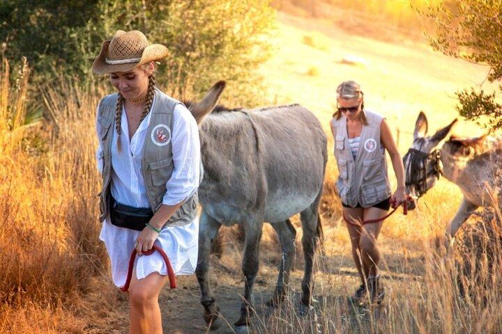 Visite o Santuário e Caminhe com os Burros e Compartilhe Seu Amor