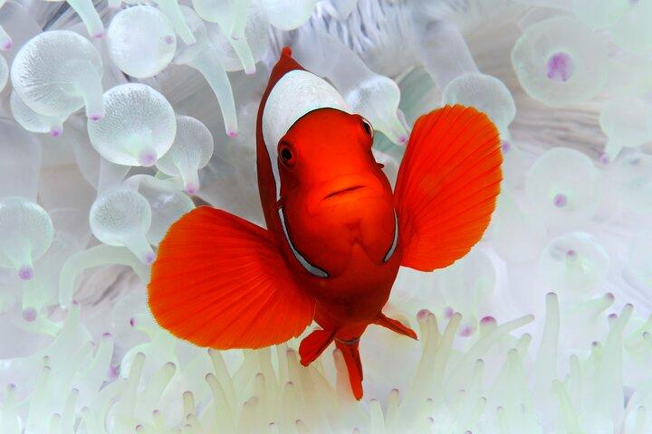 Premium guidet dykkertur - Ydre Great Barrier Reef