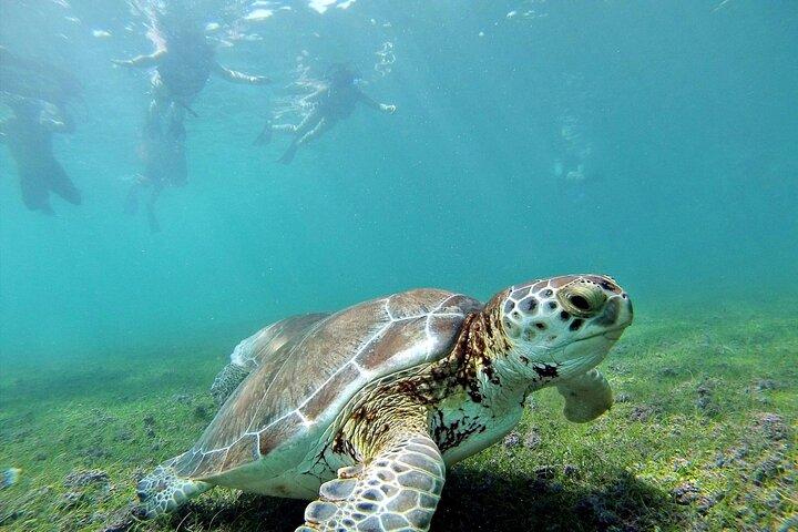 Turtle Akumal Adventure ! Ruines de Tulum et Cenote de Riviera Maya