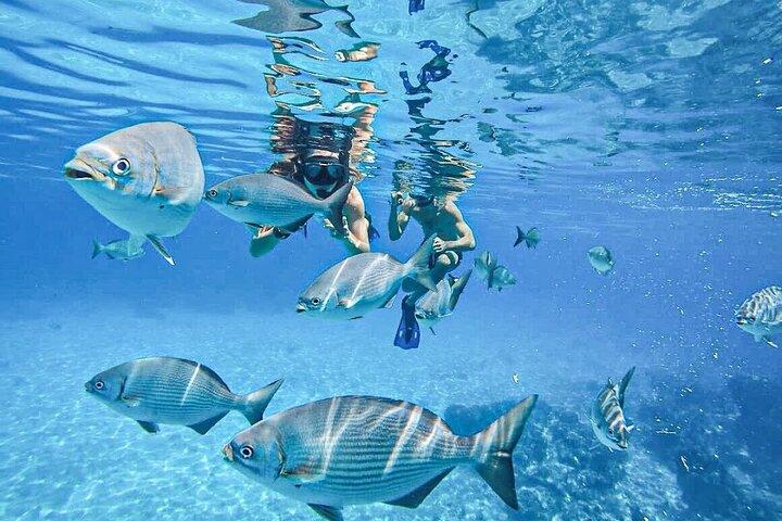 Cozumel Clear Boat Tour! カンクン&プラヤ・デル・カルメンより
